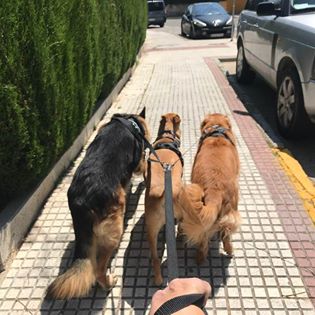 SUELTOS Y SIN&nbsp;HORQUILLAS